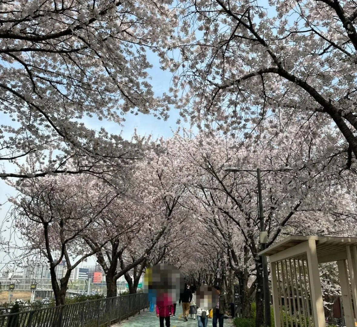 601, Seongsu Station Jungnangcheon Cherry Blossom Road Han River Airport Bus ソウル特別市 アパート